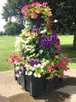 Image: 2021 The Racecourse in Bloom