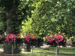 Image: 2021 The Racecourse in Bloom