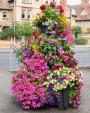 Image: 2022 Northampton in Bloom