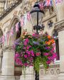 Image: 2022 Northampton in Bloom