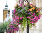 Image: 2022 Northampton in Bloom