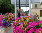 Image: 2022 Northampton in Bloom