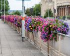 Image: 2022 Northampton in Bloom