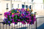 Image: 2022 Northampton in Bloom